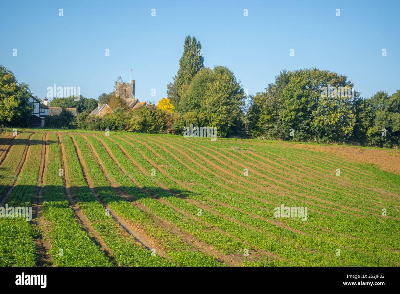 Guardando attraverso i campi verso il villaggio di Southfleet vicino a Gravesend nel Kent Foto Stock