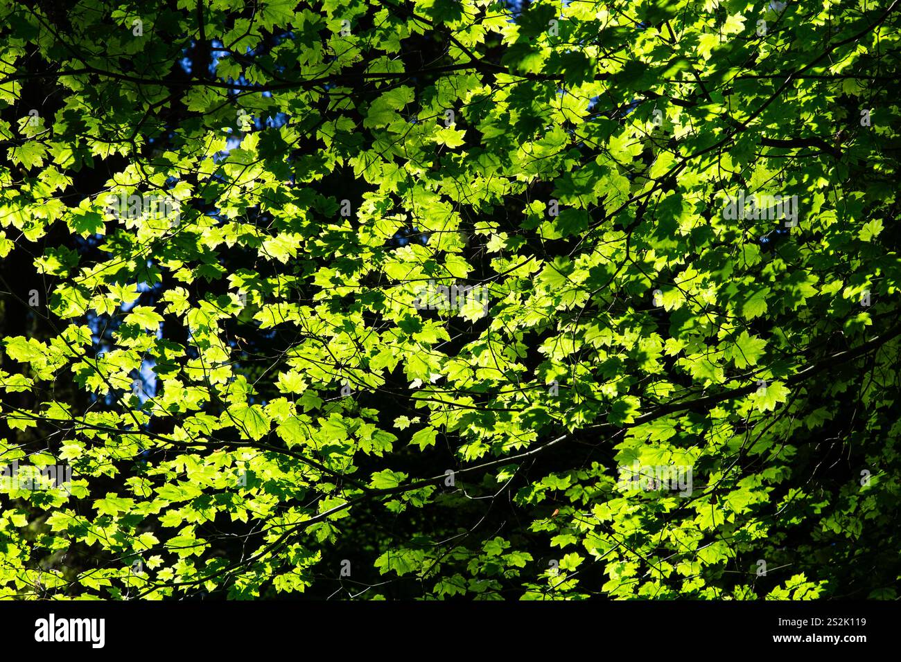 Baldacchini della foresta in primavera Foto Stock