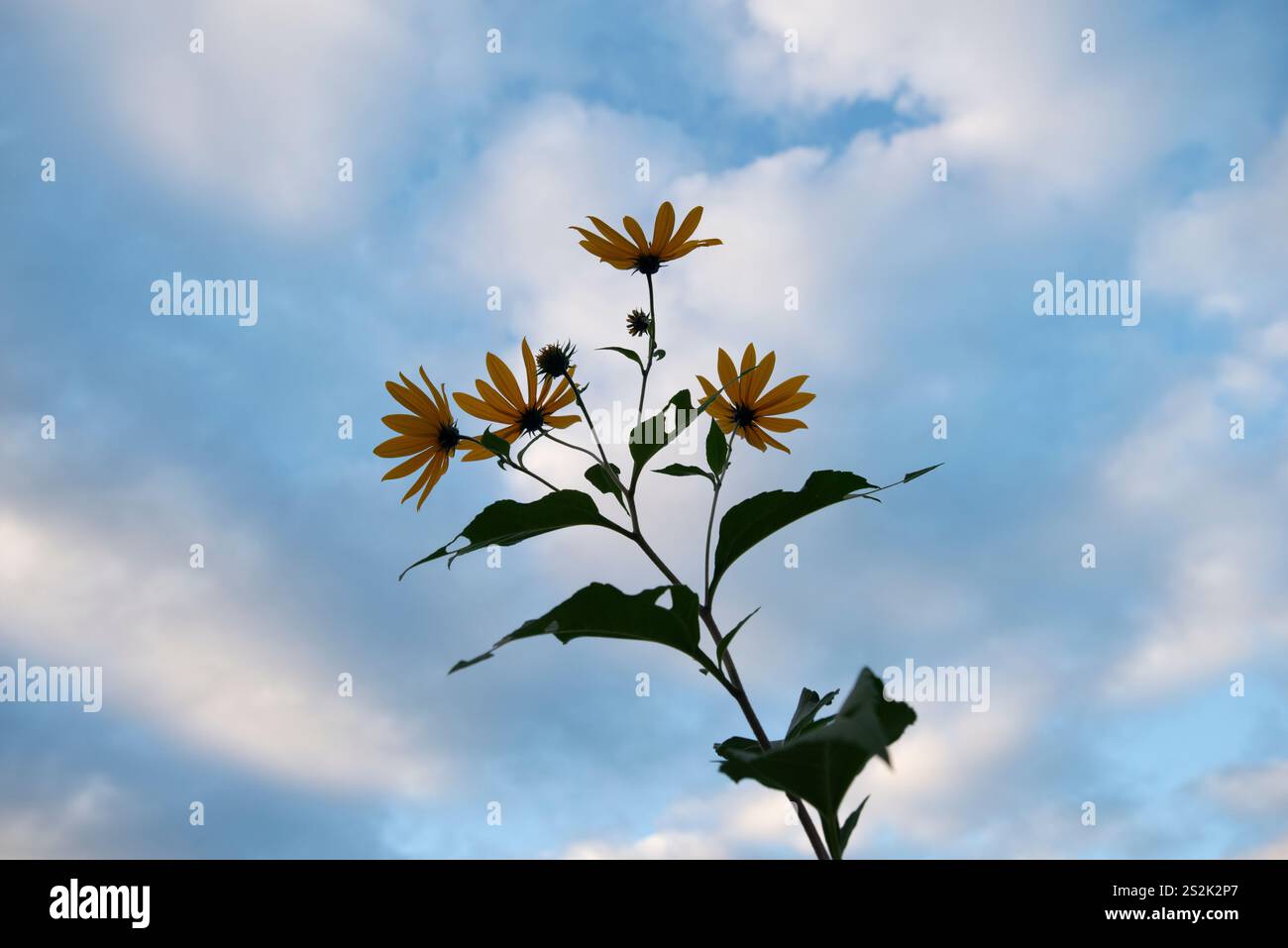 Girasoli selvatici che crescono in un campo agricolo in Ontario, Canada Foto Stock