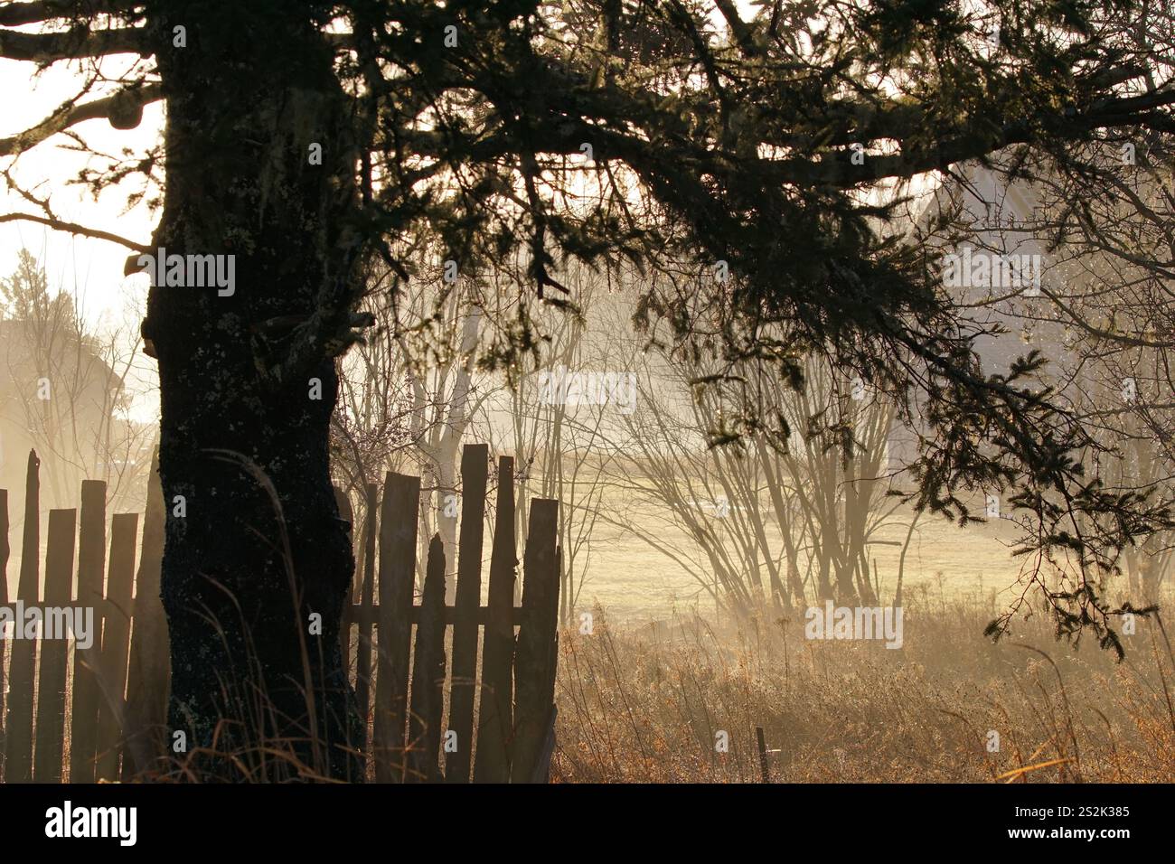 Il sole d'inverno di prima mattina che si illumina di alberi, con nebbia Foto Stock Il sole d'inverno di prima mattina che si illumina di alberi, con nebbia Foto Stock