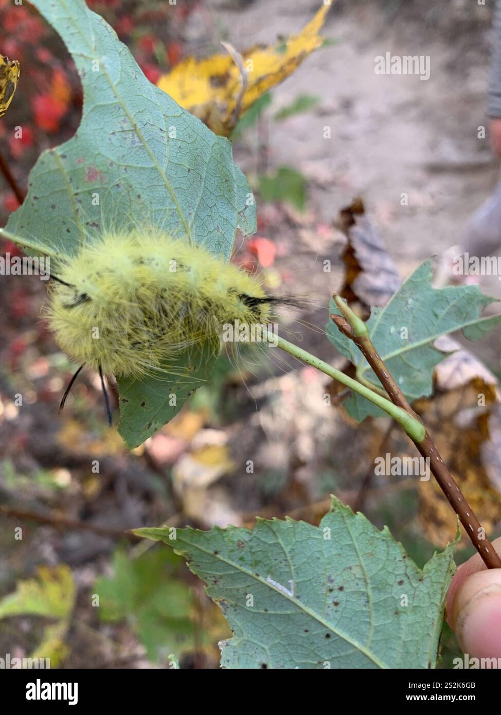 Pugnale americano (Acronicta americana) Foto Stock