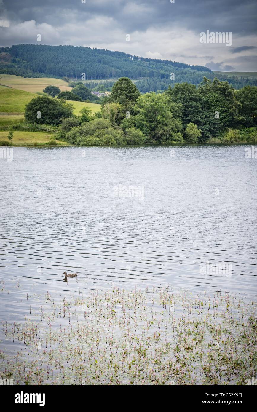 Bottoms Reservoir, Tegg's Nose Country Park, Macclesfield, Cheshire Foto Stock