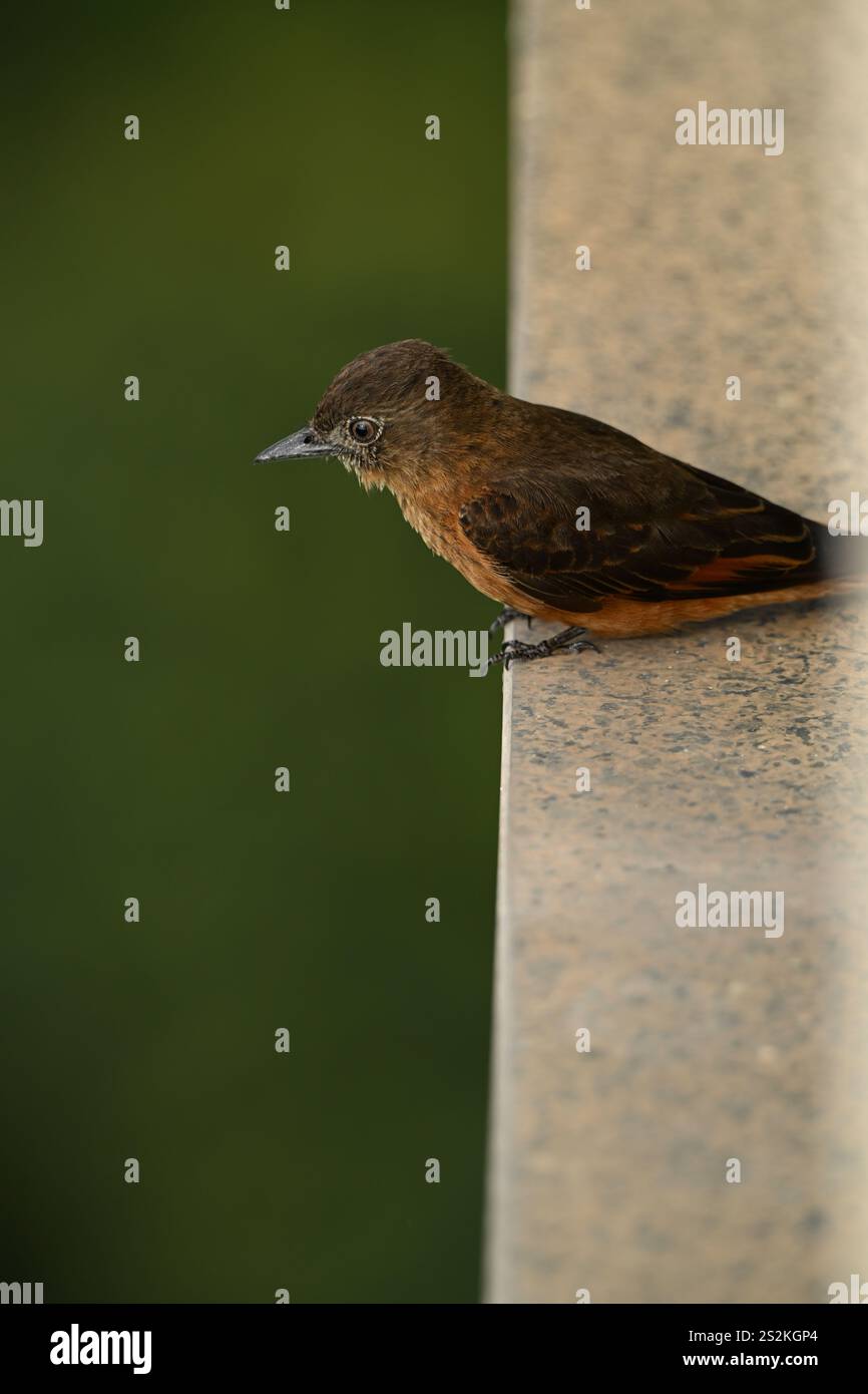 Piccolo uccello marrone in un balcone Foto Stock