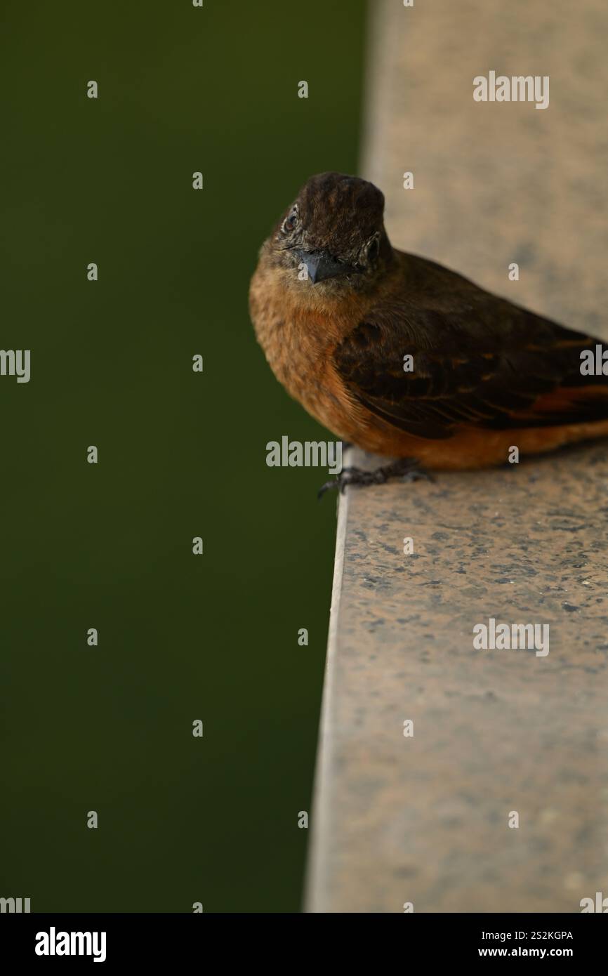 Piccolo uccello marrone in un balcone Foto Stock