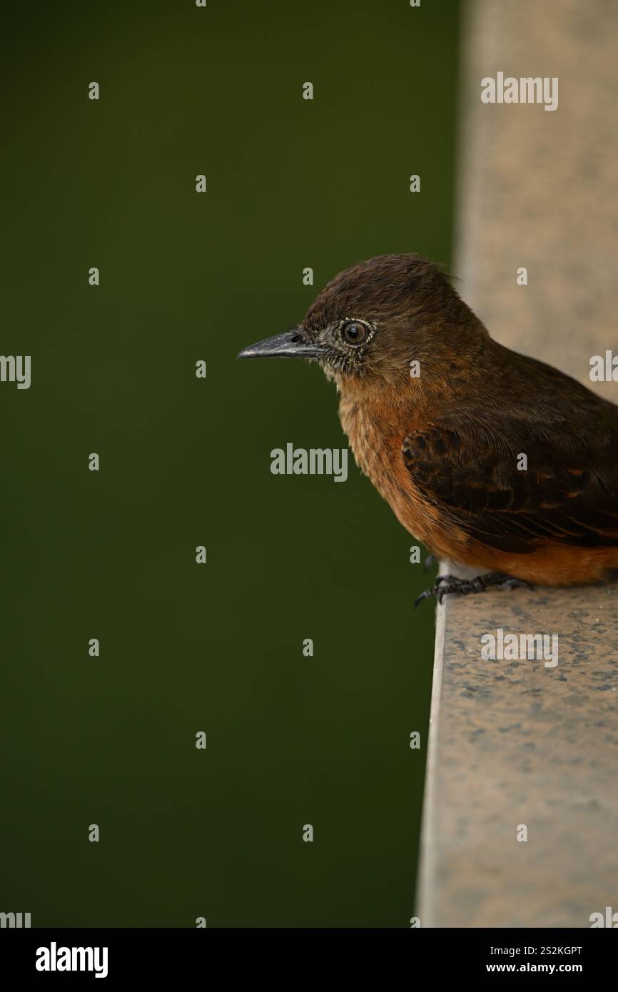 Piccolo uccello marrone in un balcone Foto Stock