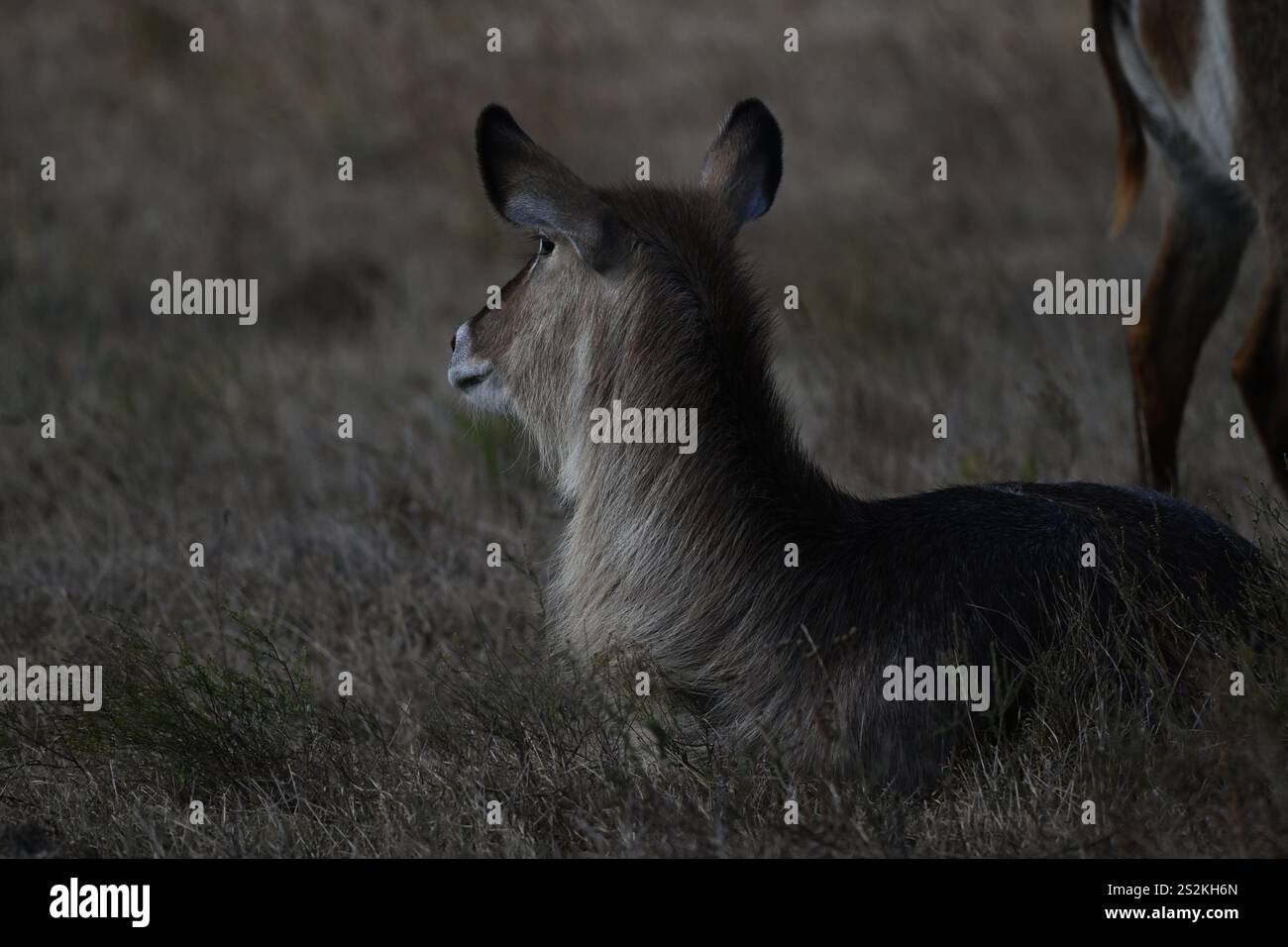Waterbuck nella natura selvaggia africana Foto Stock