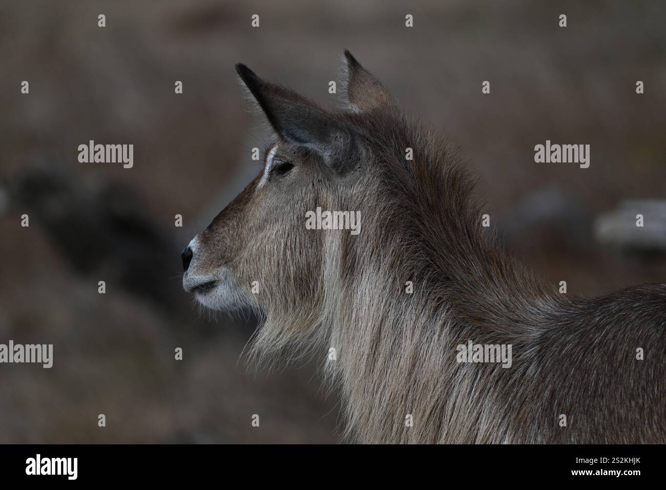 Waterbuck nella natura selvaggia africana Foto Stock