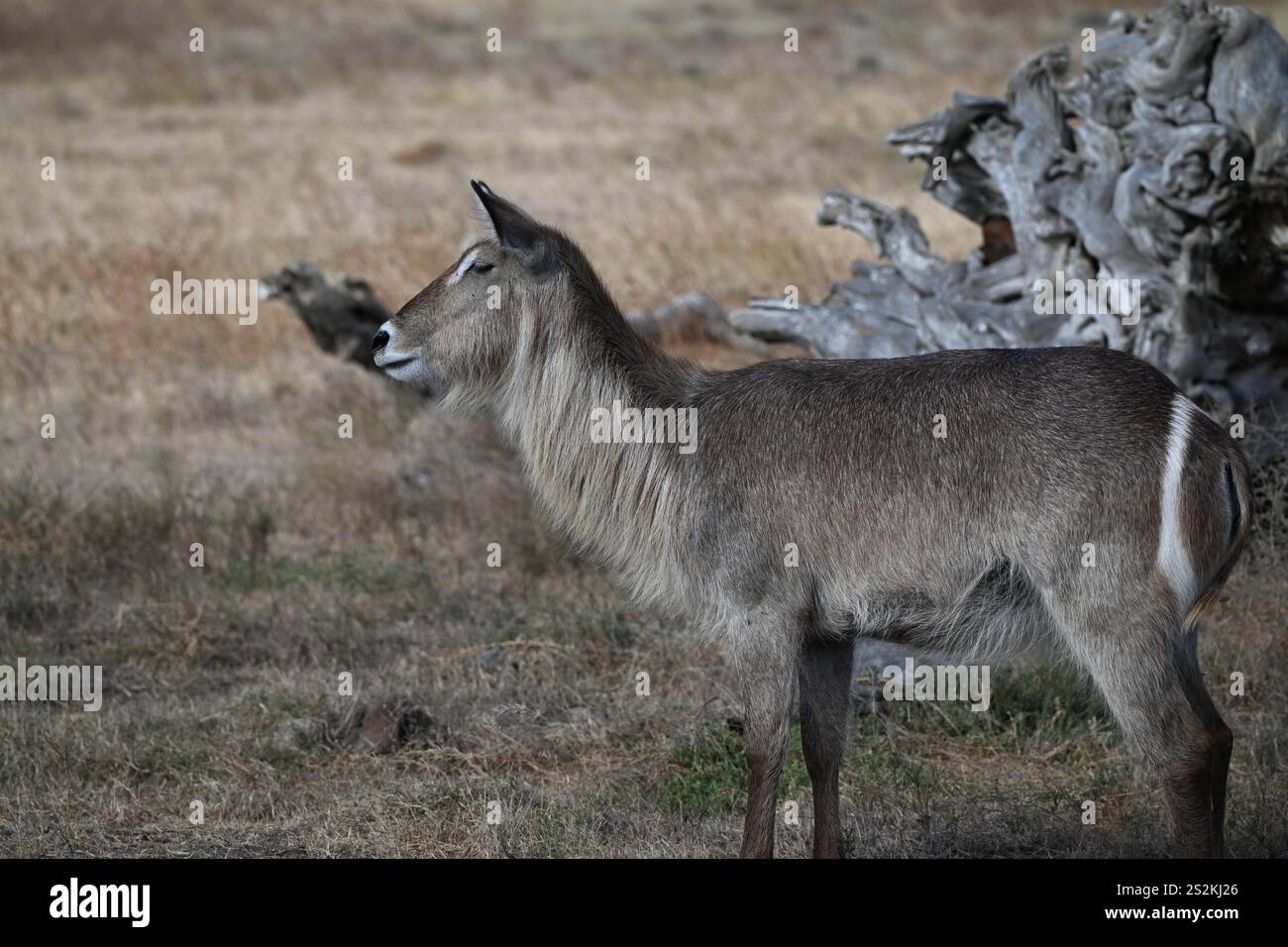 Waterbuck nella natura selvaggia africana Foto Stock