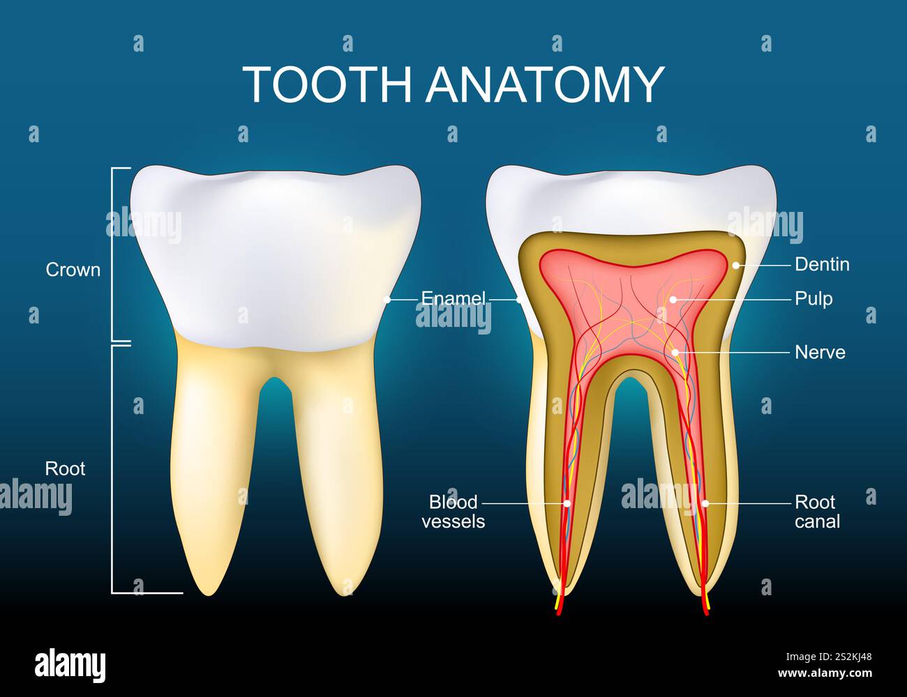 Anatomia dei denti. Struttura di smalto dentato, dentino, cavità polpa, corona, radice. Sezione trasversale di un molare umano. Poster vettoriale Illustrazione Vettoriale