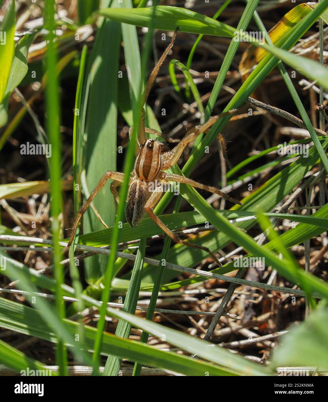 Ragno lupo rabbioso (Rabidosa rabida) Foto Stock