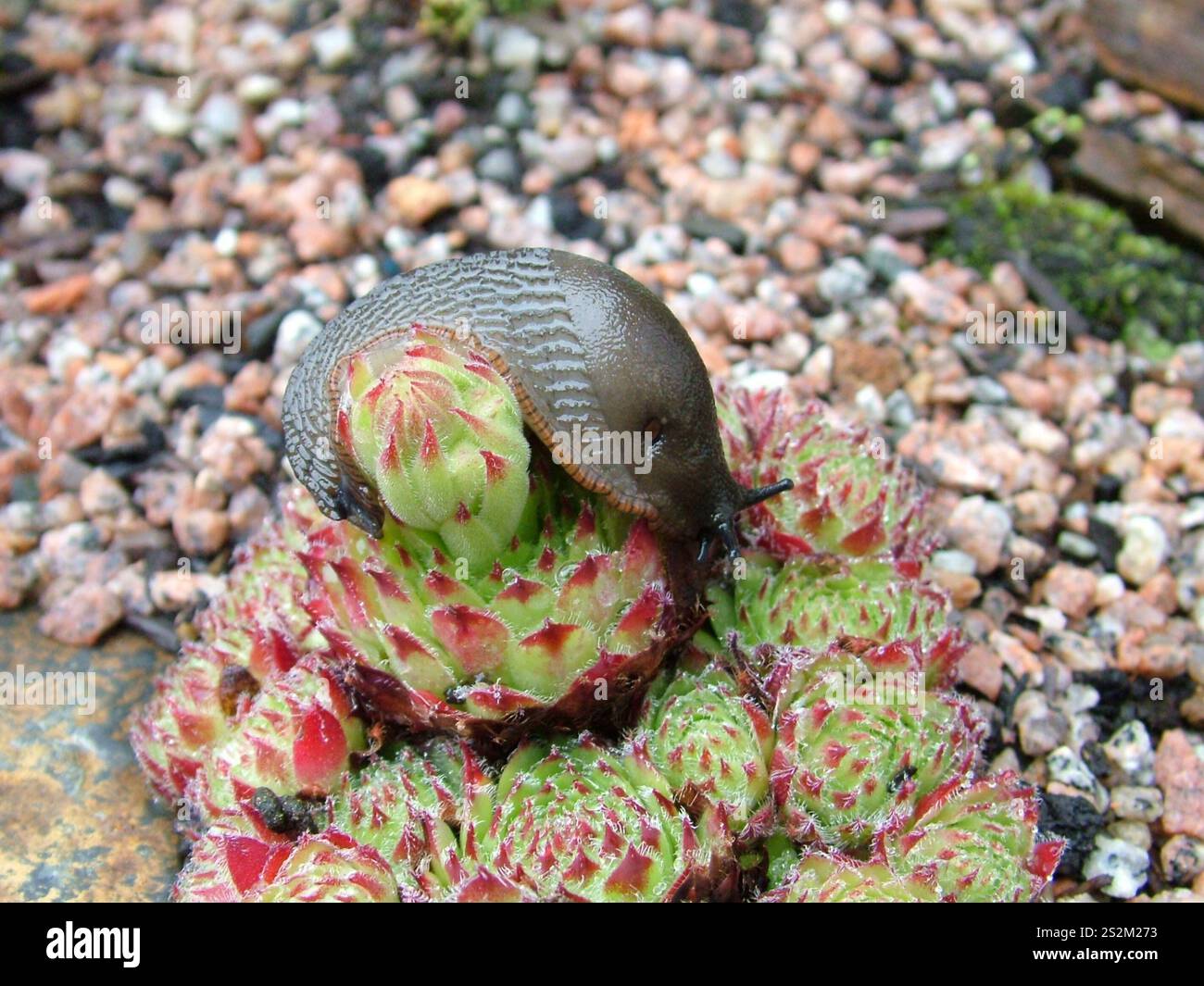 Primo piano di una lumaca che sale sopra il fiore di un sempervivium succulento che cresce in una fossa di giardino. Queste piante sono una di una serie di piante che a Foto Stock