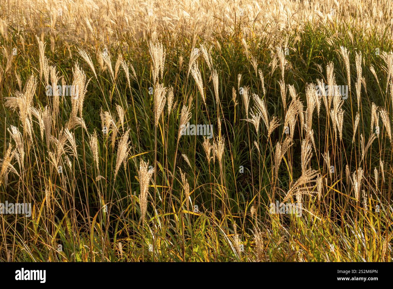 Campi di erba di Sengokuhara pampas nel Parco Nazionale Fuji Hakone Izu ad Hakone in Giappone Foto Stock