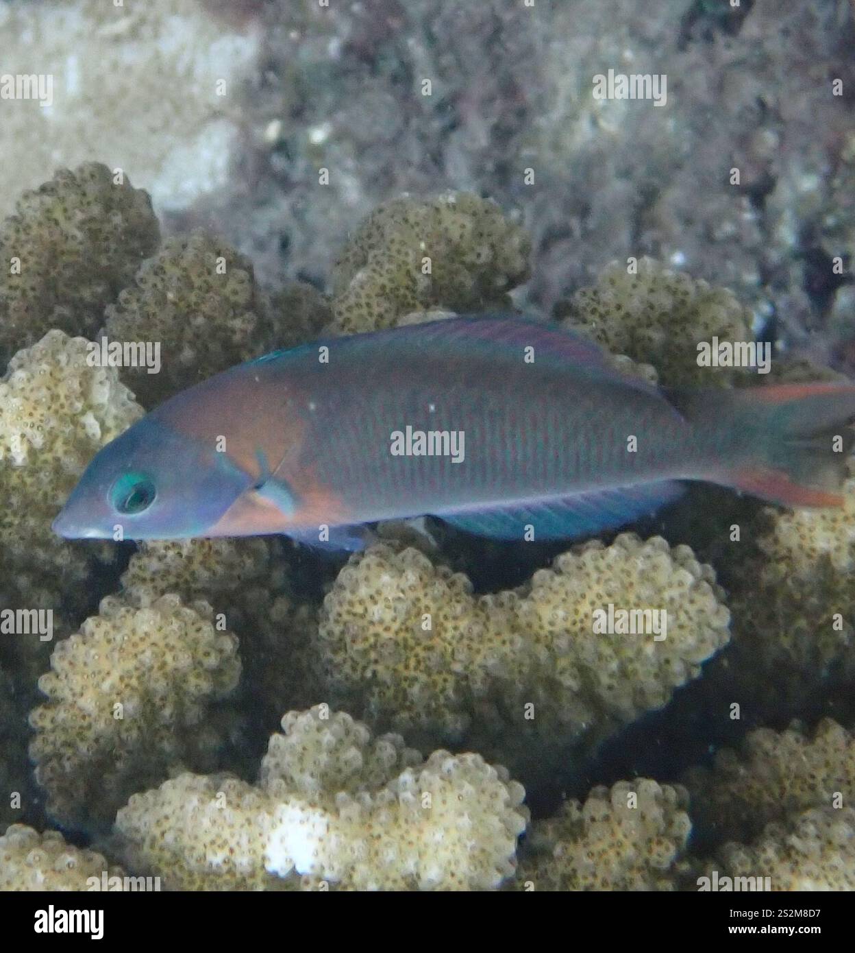 Sella Wrasse (Thalassoma duperrey) Foto Stock
