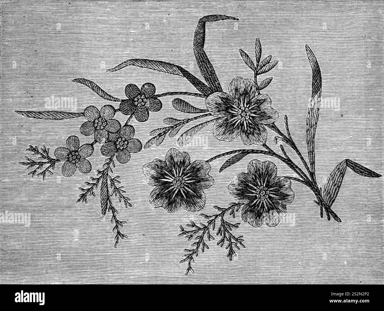 Fig. 229. Bouquet in punti piatti lisci e invadenti. Foto Stock