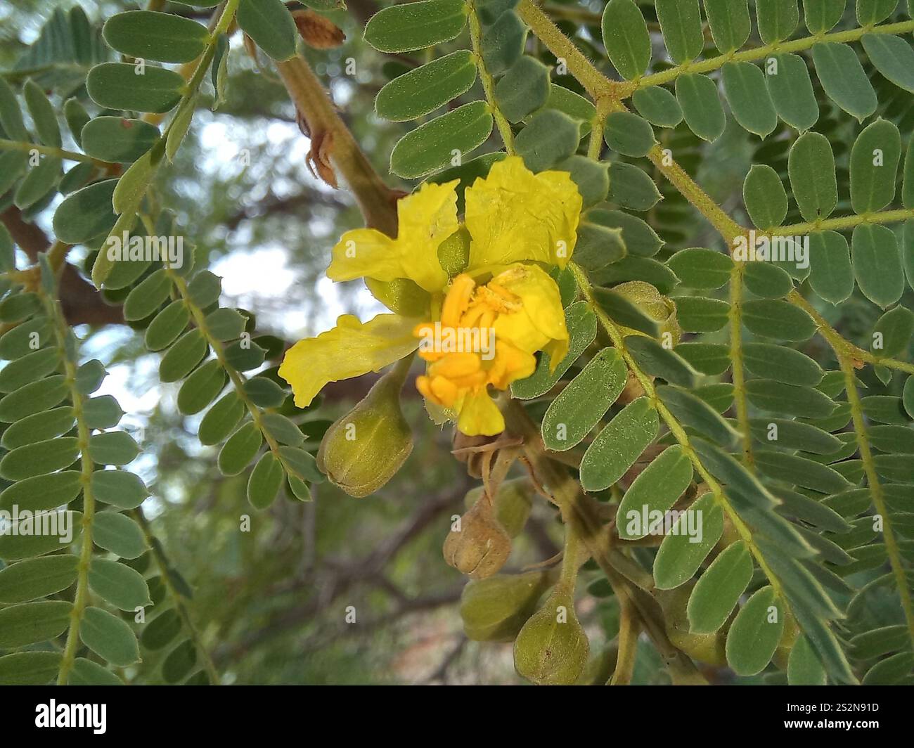 Sonaglino piangente (Peltophorum africanum) Foto Stock