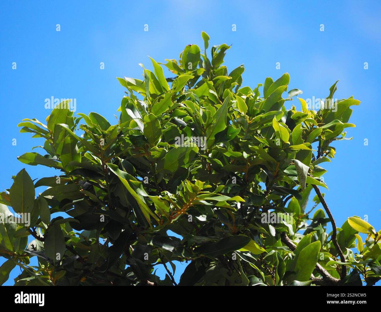 Frutta al burro (Diospyros blancoi) Foto Stock