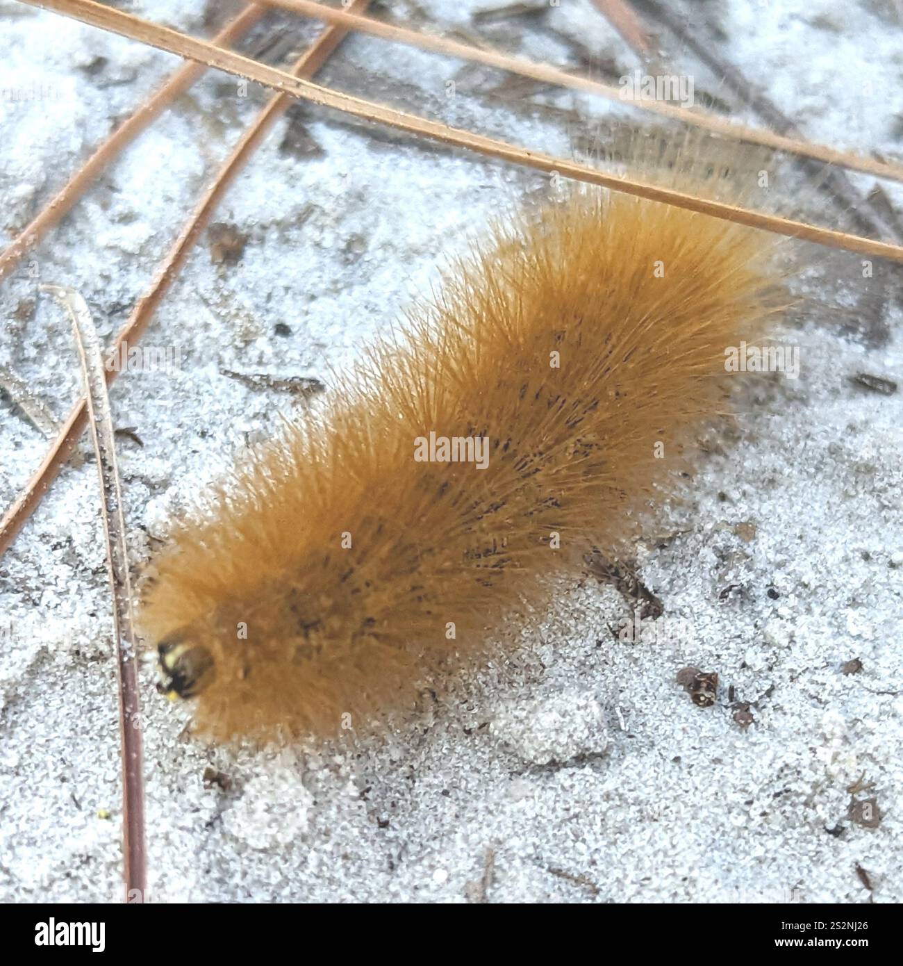 Moth di palude di sale (Estigmene acrea) Foto Stock