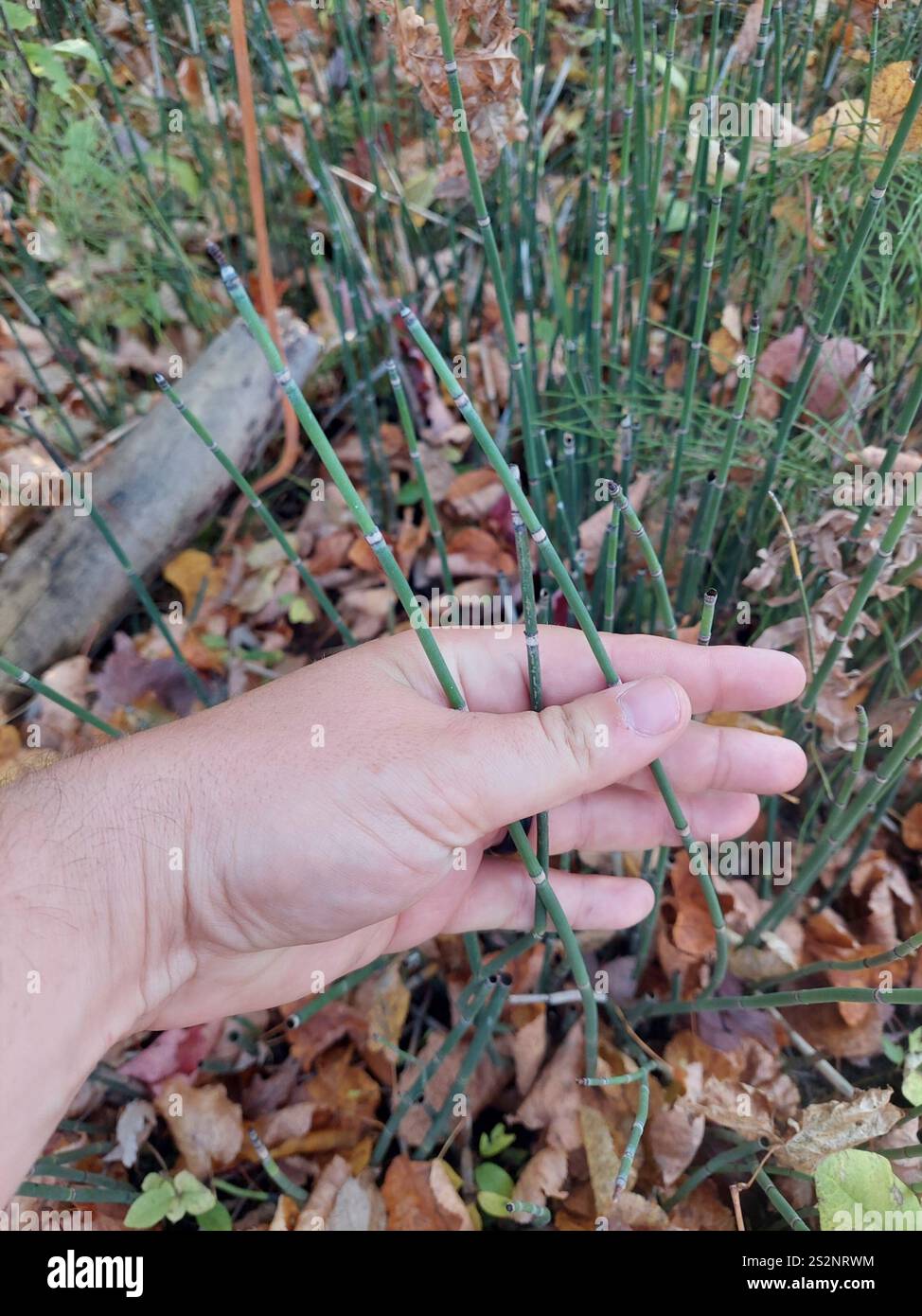 Scouringrush occidentale (Equisetum iemale affine) Foto Stock
