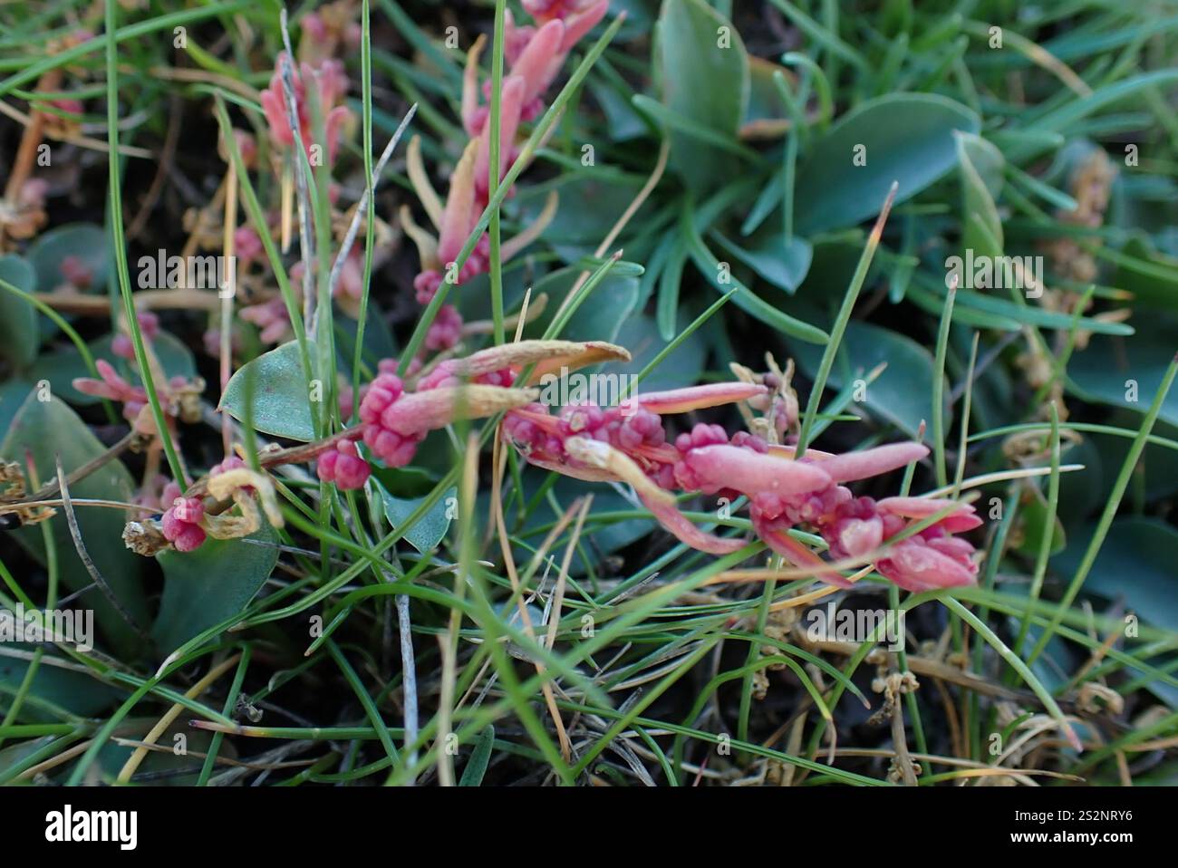 Alghe erbacee (Suaeda maritima) Foto Stock