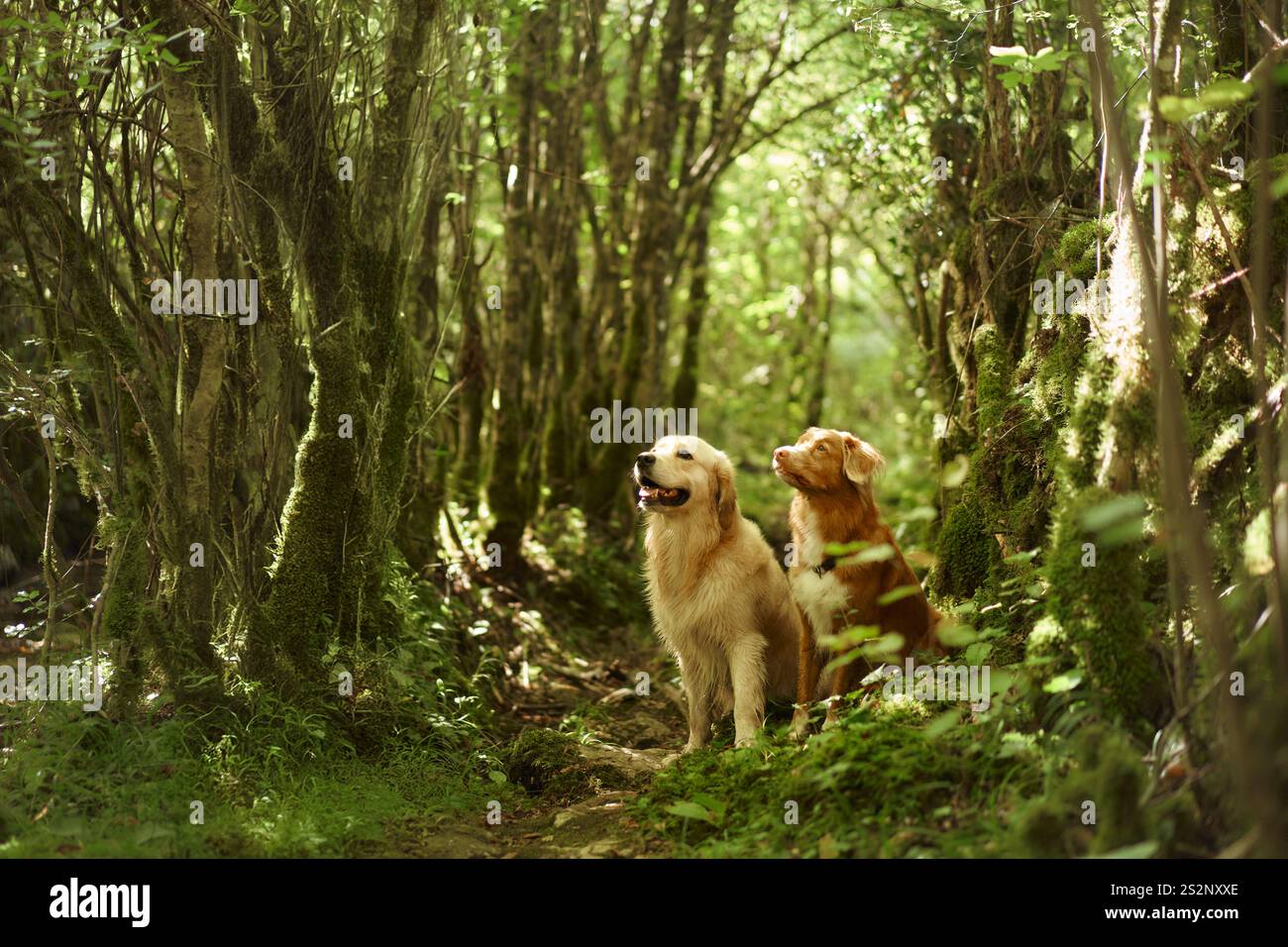 Due Retriever, un Labrador e un Retriever Tolling Duck della nuova Scozia, seduti vicini tra loro in mezzo alla fitta vegetazione della foresta. La scena rilassata Foto Stock