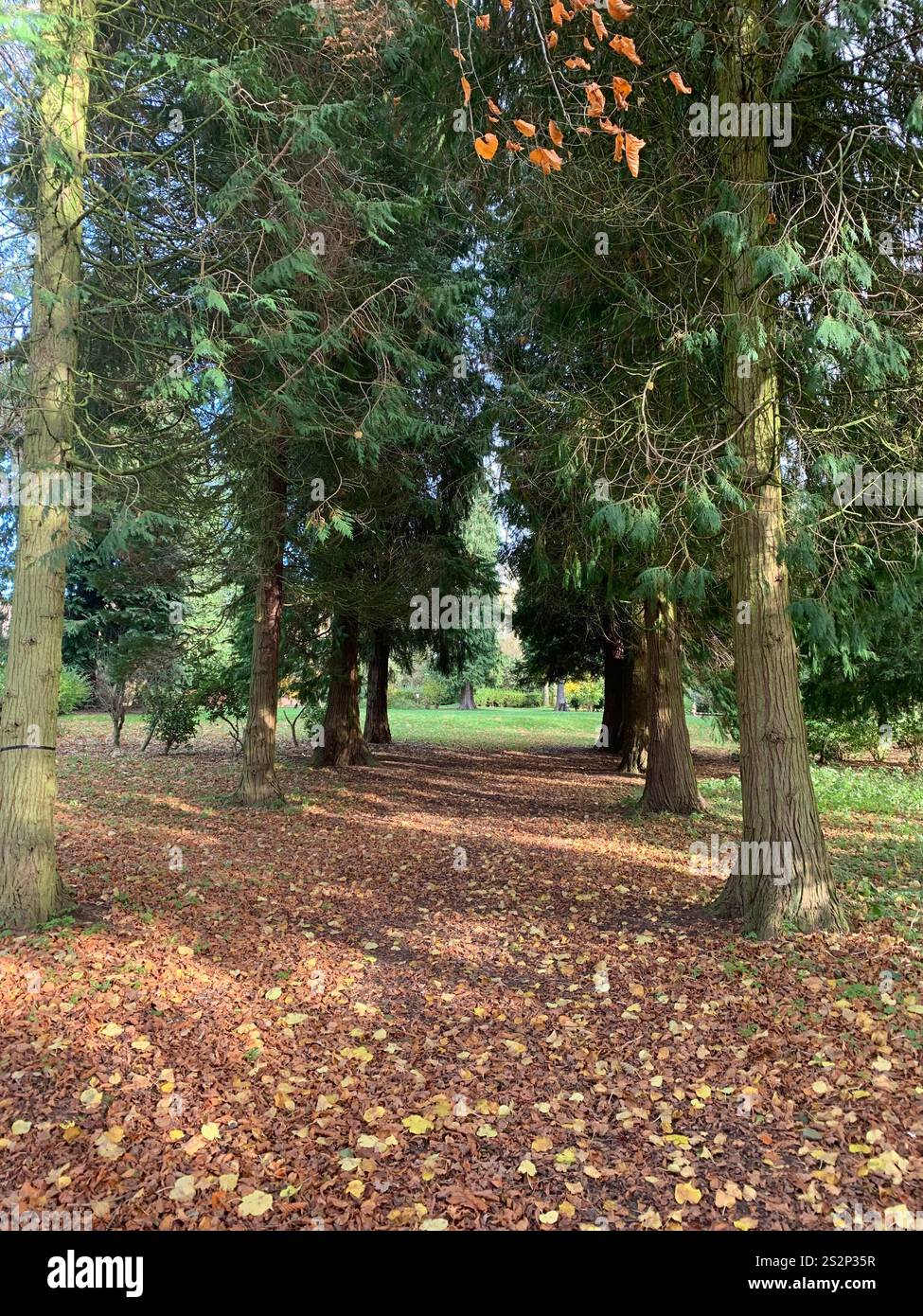 Un corridoio di alberi con foglie a terra - Immagine stock catturata con smartphone