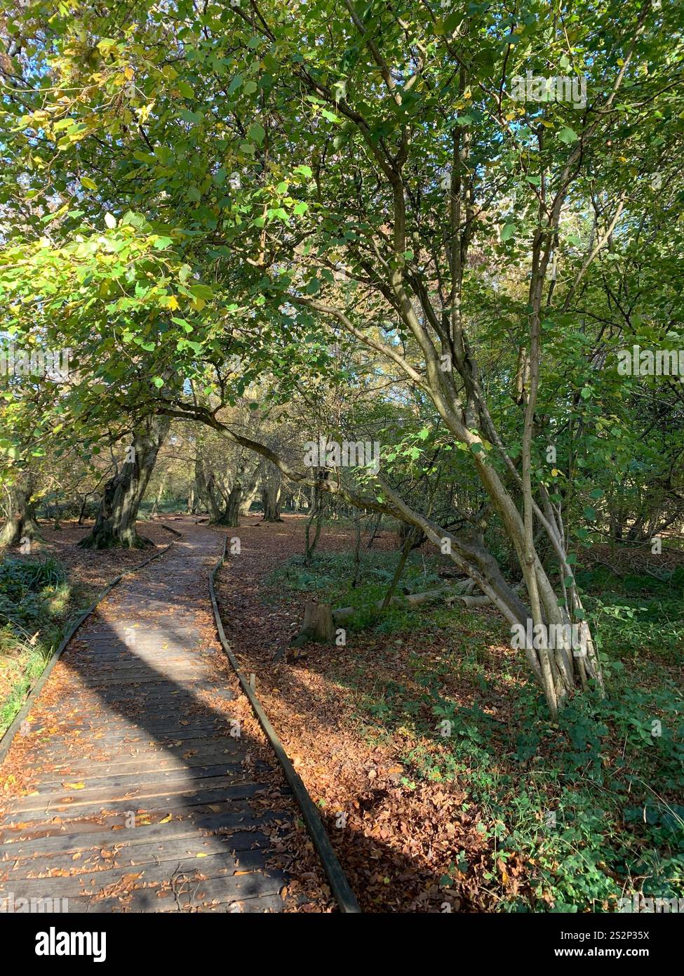 Sentiero in legno attraverso boschi storici in autunno - Immagine stock catturata con smartphone