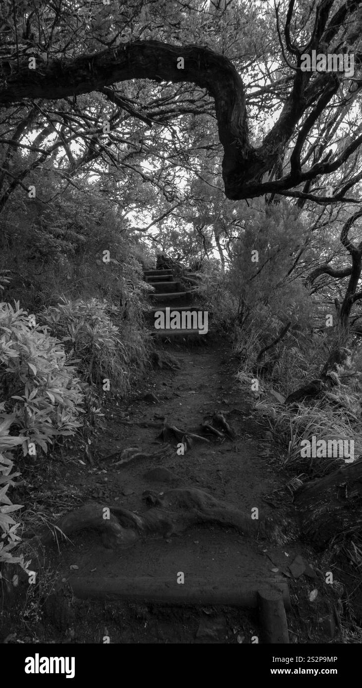 Una fotografia in bianco e nero di un sentiero della foresta con gradini naturali che conducono verso l'alto, incorniciati da rami di alberi ritorti. L'illuminazione soffusa migliora il myst Foto Stock