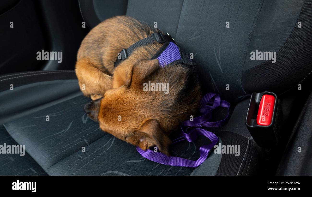 Un piccolo cane marrone che indossa un'imbracatura viola si addormenta su un seggiolino per auto. L'ambiente intimo ma sicuro mette in risalto il comfort e la compagnia di viaggio Foto Stock