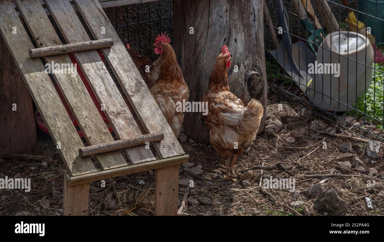 Due galline brune in una rustica culla di pollo con una rampa di legno e dintorni naturali. L'area recintata e la paglia sparsa suggeriscono una fattoria tradizionale Foto Stock