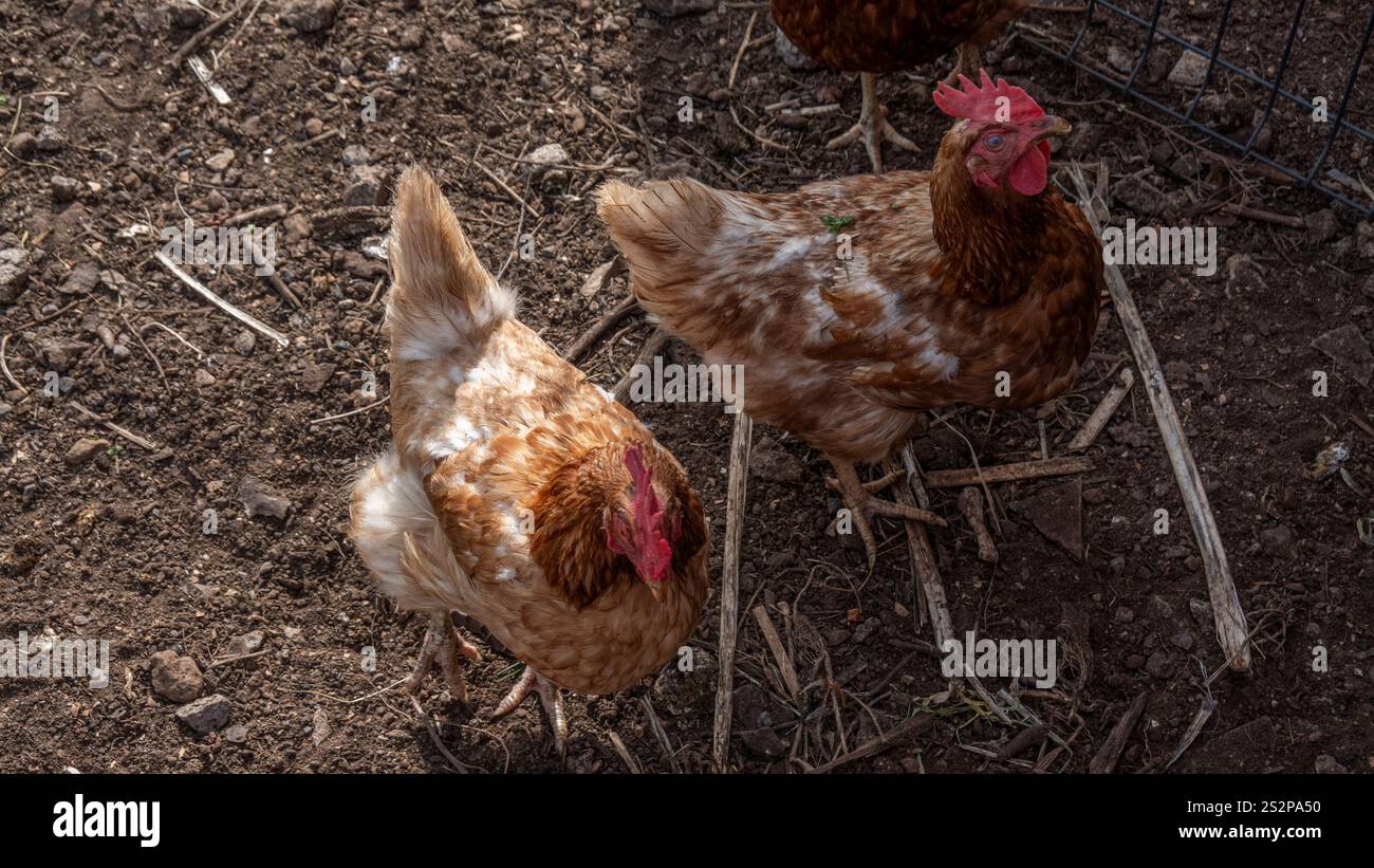 Un gruppo di galline brune che si nutrono su una superficie sporca, circondate da paglia e detriti naturali in un recinto di fattoria sotto la luce naturale del sole. Foto Stock