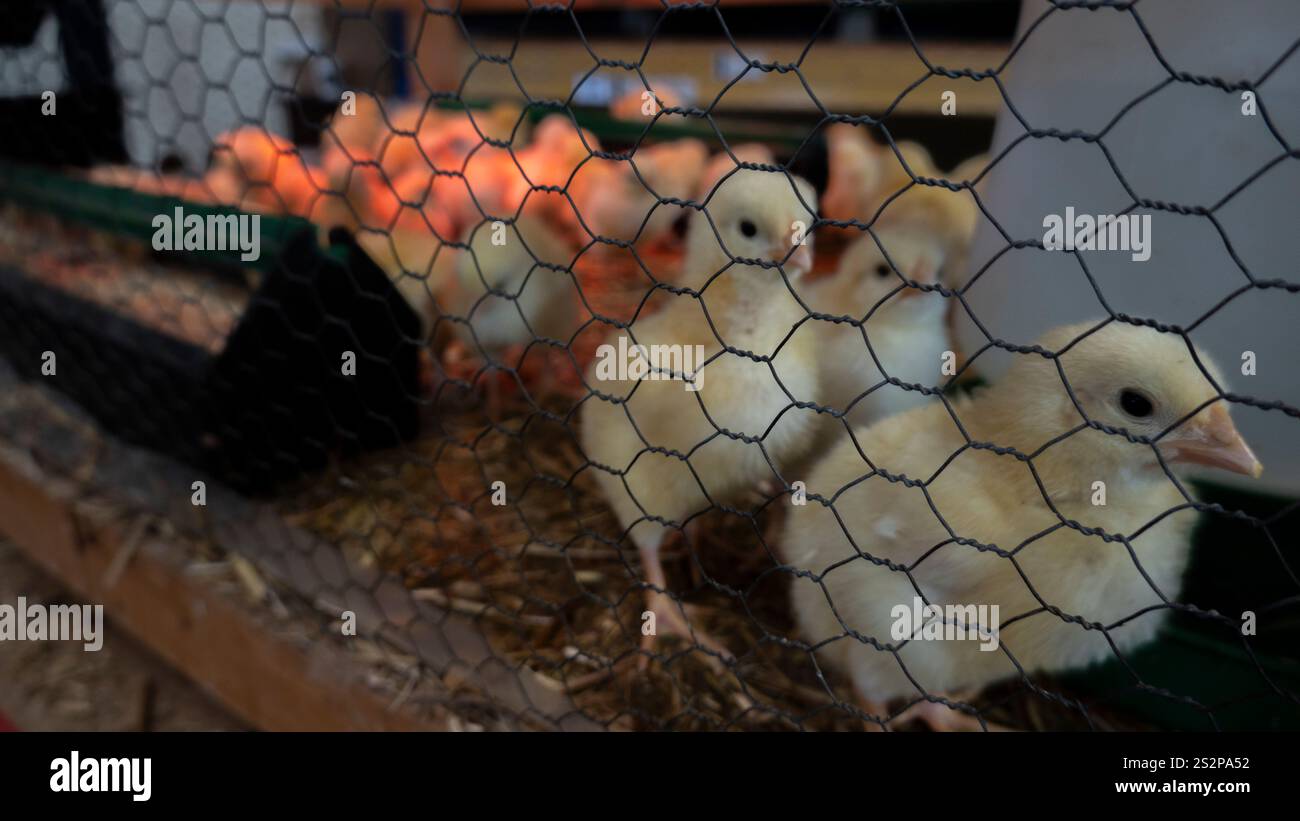 Primo piano di pulcini in un involucro in rete metallica, con alcuni accoccolati vicino a un alimentatore su biancheria da letto in paglia, illuminati da una luce soffusa. Foto Stock