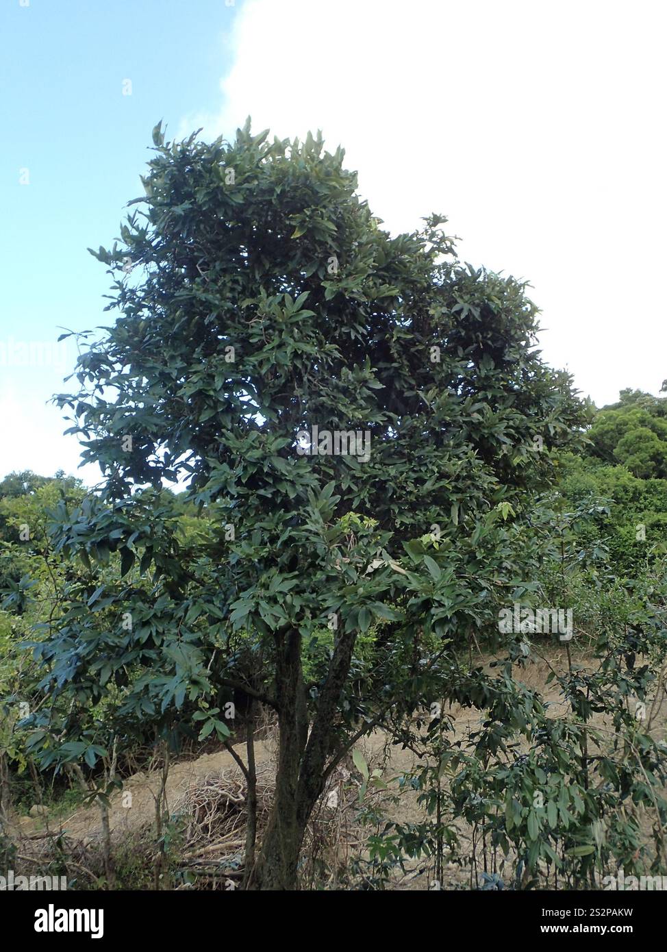 Frutta al burro (Diospyros blancoi) Foto Stock