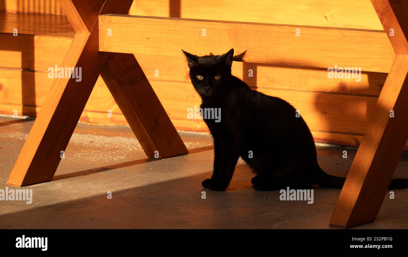 Un gatto nero seduto alla luce calda del sole su un pavimento in legno, circondato da mobili in legno, che gettano ombre tenui in un intimo ambiente interno. Foto Stock