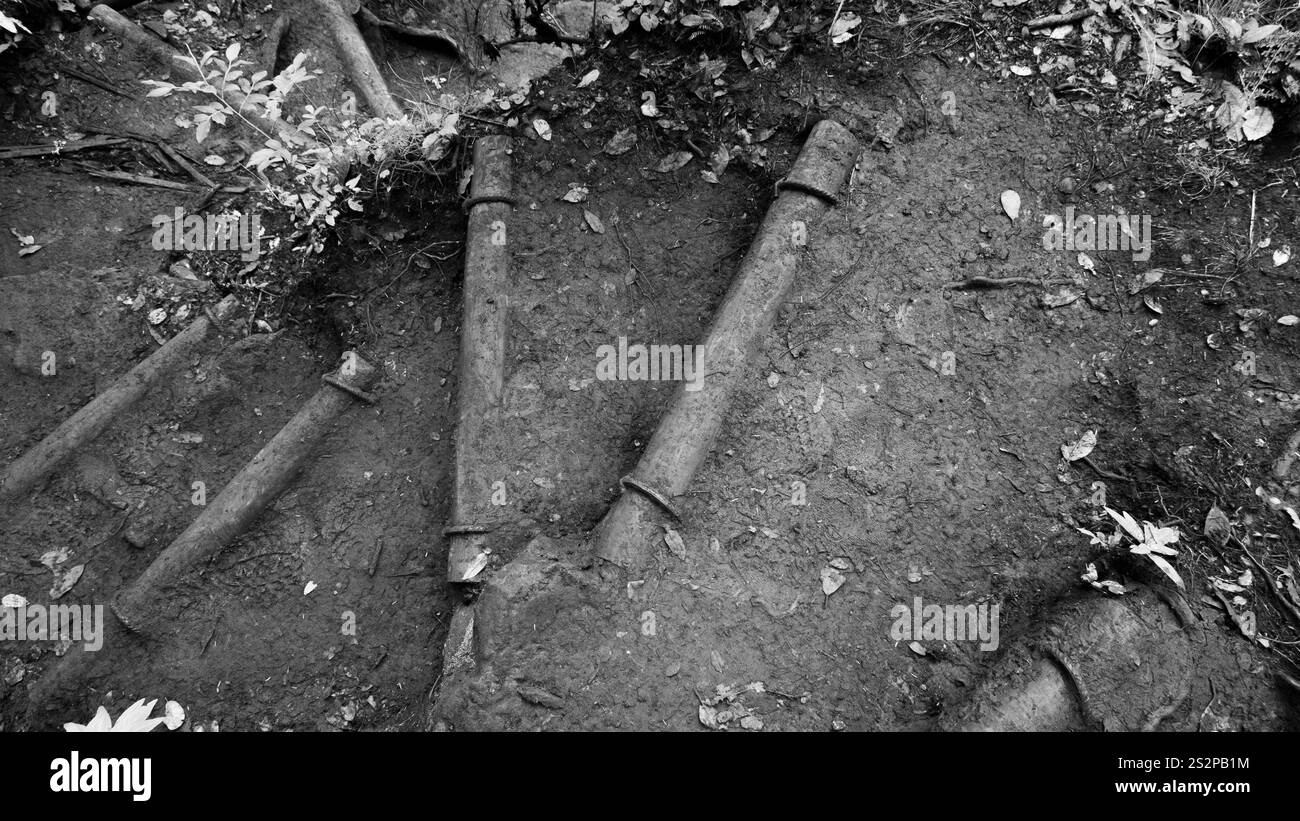 Immagine in bianco e nero delle radici degli alberi esposte e del terreno ricoperto di sporcizia, creando una scena naturale organica e strutturata in un ambiente forestale. Foto Stock
