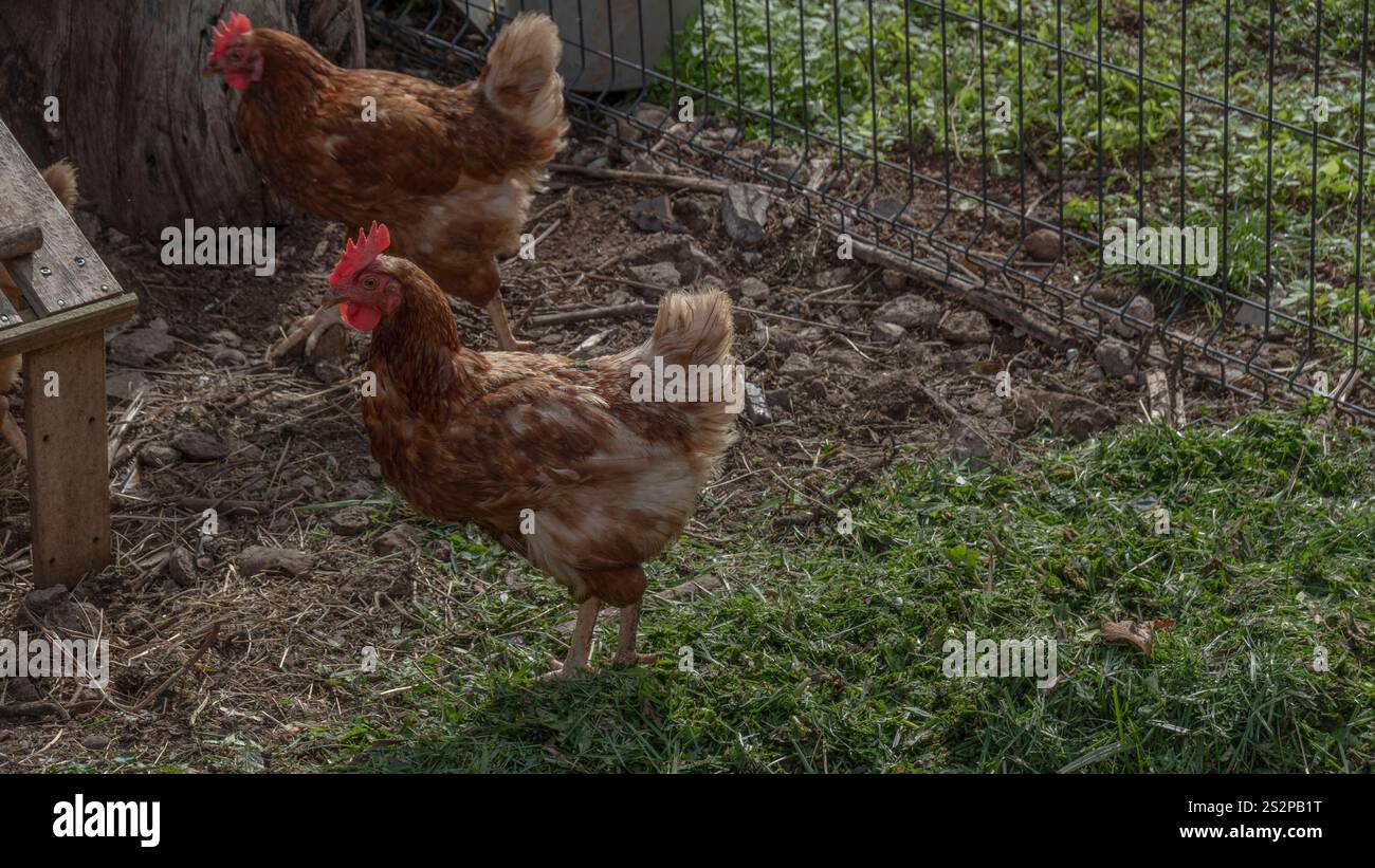 Due galline brune in un'area esterna recintata con erba e sterrato, che mostrano un ambiente rurale e il comportamento naturale dei polli. Foto Stock