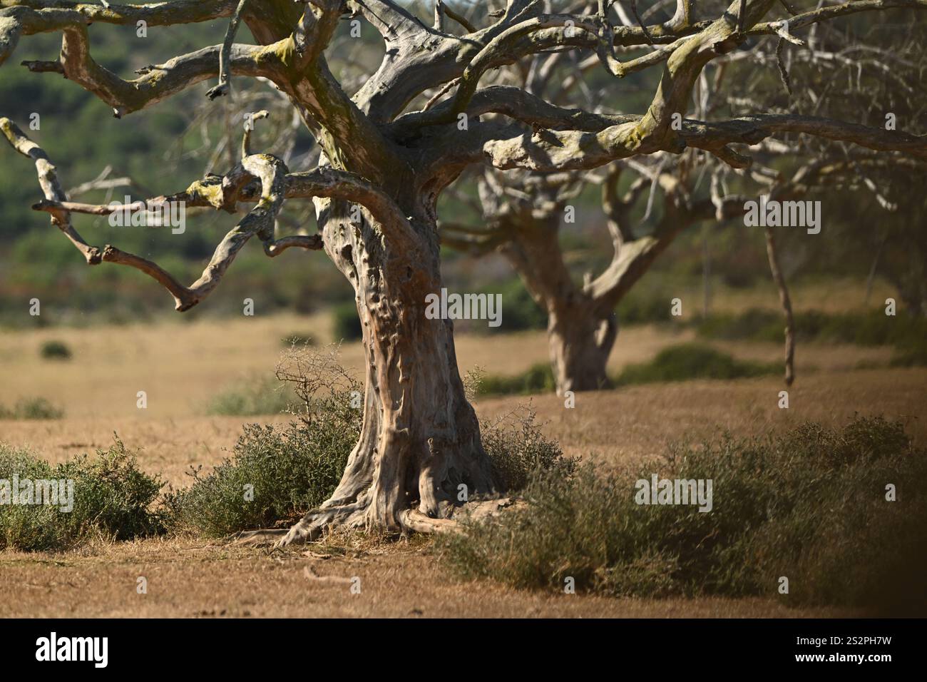 Baobab Antico albero nel paesaggio africano Foto Stock