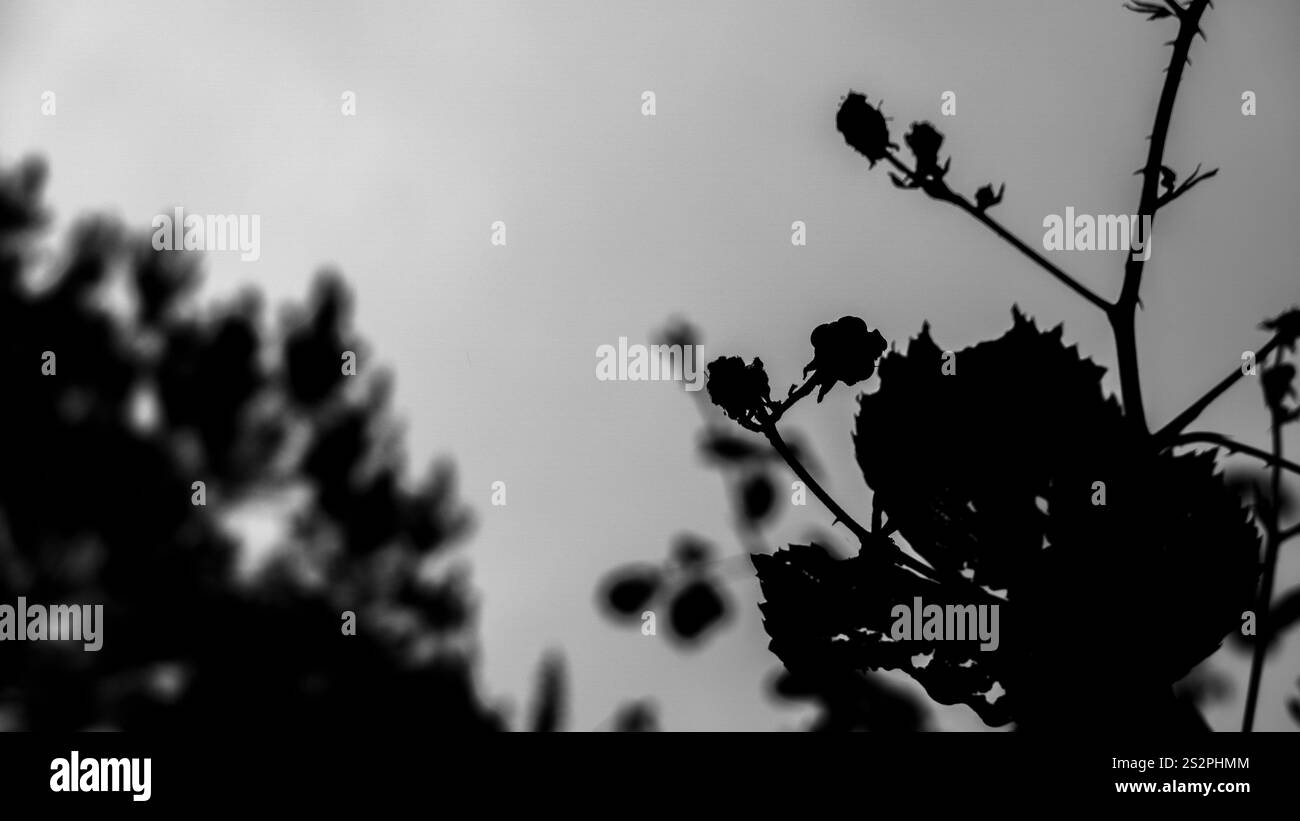 Una silhouette in bianco e nero di rami e foglie di alberi contro un cielo nuvoloso, creando una scena naturale moodia e astratta Foto Stock