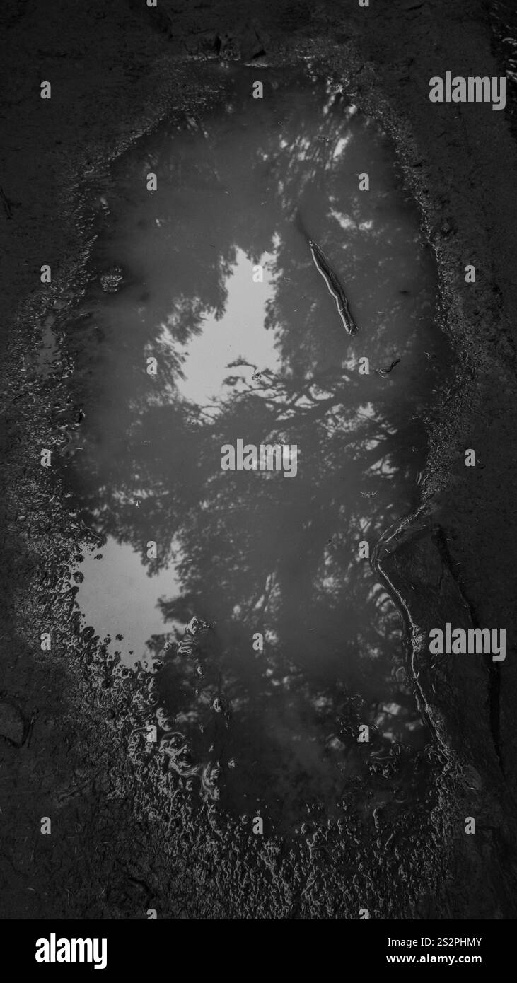 Primo piano bianco e nero di una pozza d'acqua su un sentiero sterrato, che riflette le sagome degli alberi e dei rami circostanti. Foto Stock