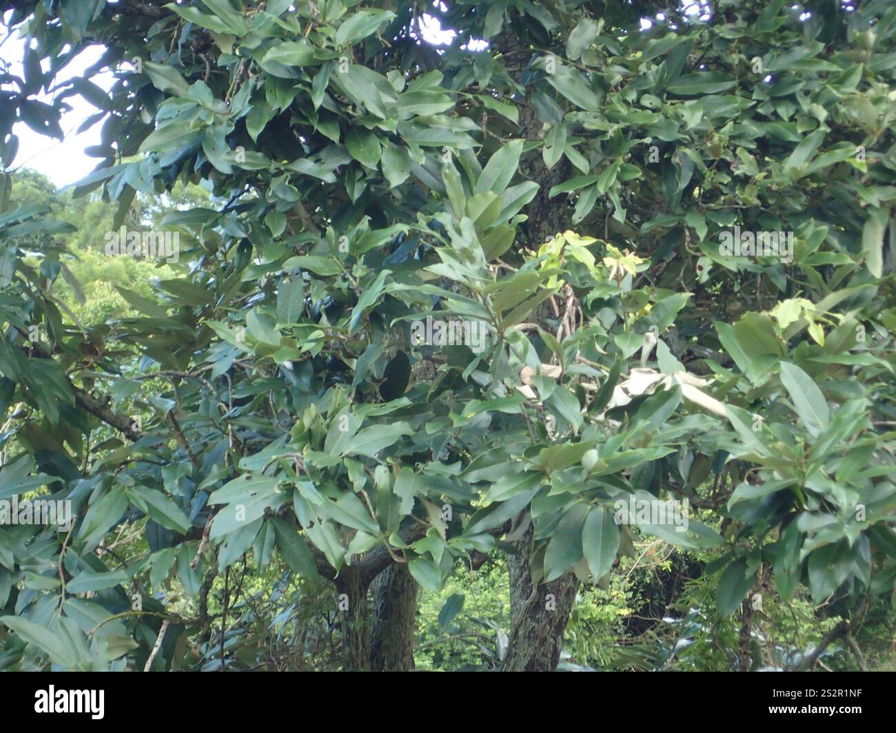 Frutta al burro (Diospyros blancoi) Foto Stock