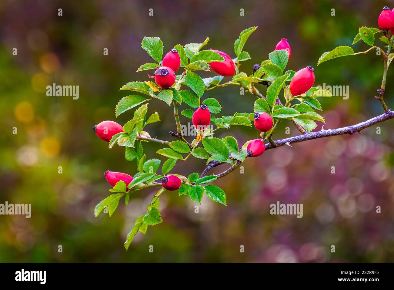 primo piano dei frutti di rosa appesi al ramo contro il bokeh autunnale naturale Foto Stock