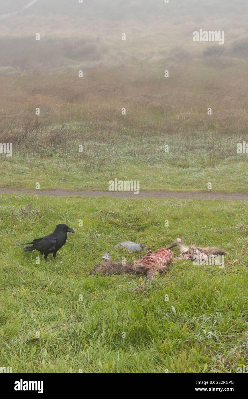 Un corvo che mangia un cervo morto. Foto Stock