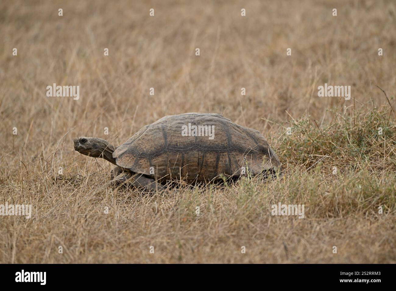 Tartaruga di prateria africana Foto Stock