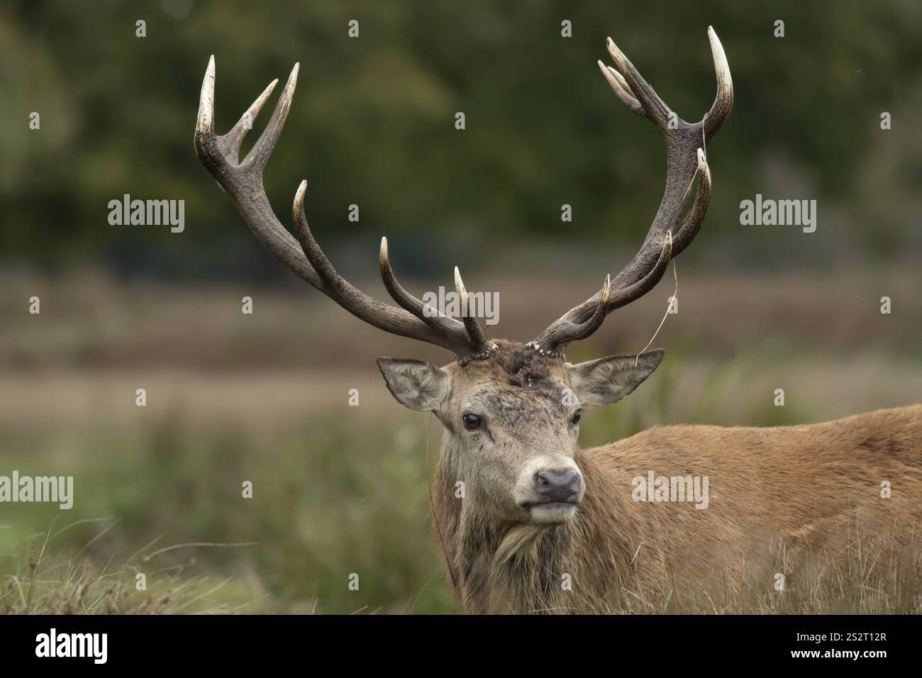 Cervo rosso (Cervus elaphus) adulto maschio cervo animale ritratto, Inghilterra, Regno Unito, Europa Foto Stock