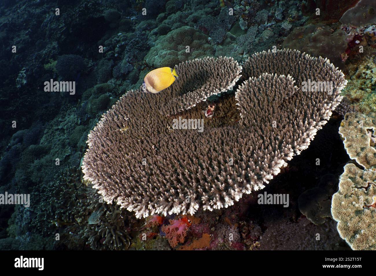 Corallo da tavola (Acropora hyacinthus) con pesci farfalla Sunburst gialli (Chaetodon kleinii) su una barriera corallina in un paesaggio sottomarino, sito di immersione Toyapakeh, Nu Foto Stock