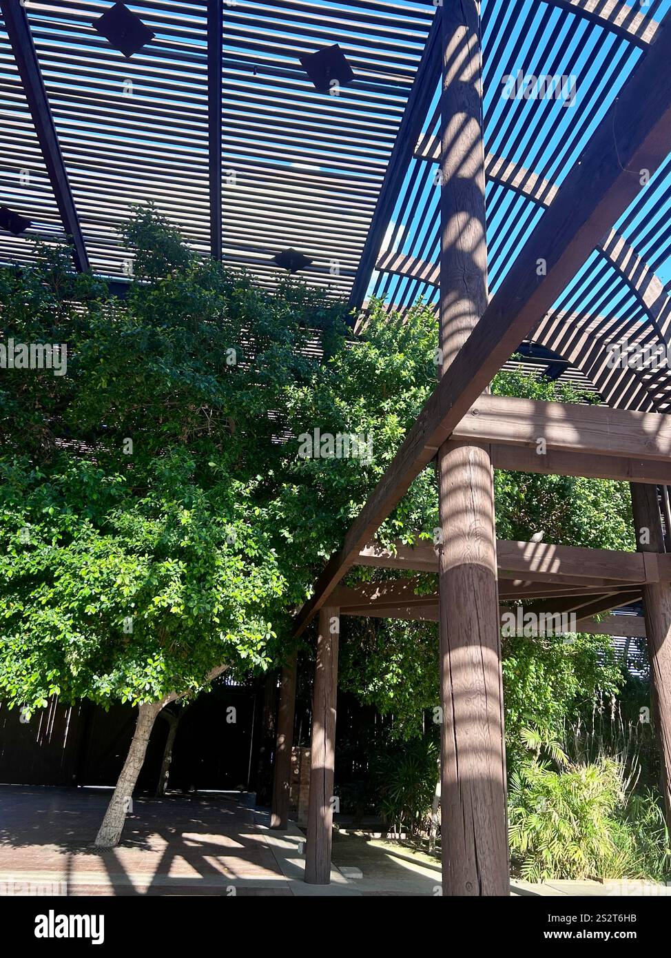 Alberi sotto un padiglione di legno e cielo blu. - Immagine stock catturata con smartphone