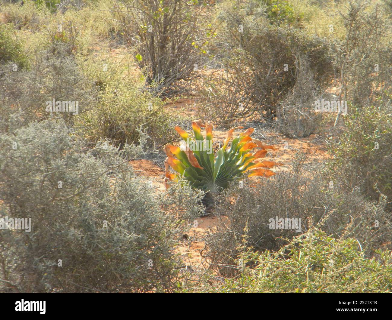 Oxbane Haemanthoides del boia immagini e fotografie stock ad alta risoluzione ...