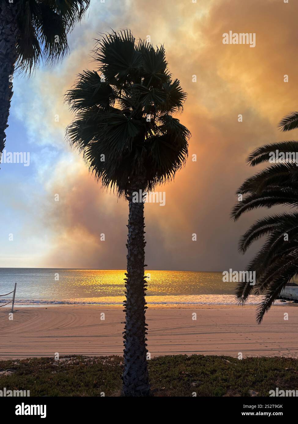 Palisades Fire, spettacolare vista delle palme che si stagliano contro il fumo arancione che soffiano sull'oceano, a sud di Sunset Blvd, - Immagine stock catturata con smartphone