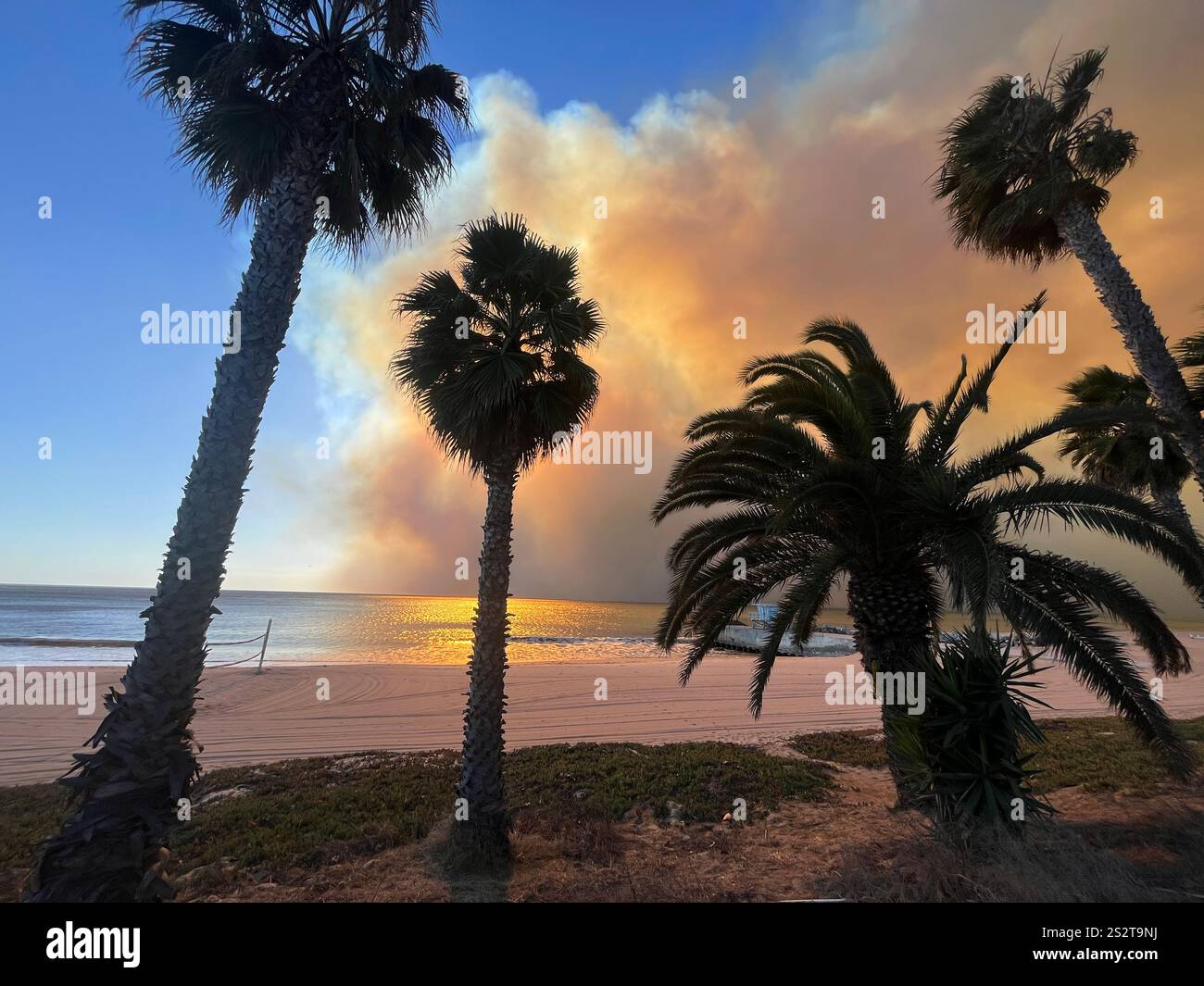 Palisades Fire, spettacolare vista delle palme che si stagliano contro il fumo arancione che soffiano sull'oceano, a sud di Sunset Blvd, - Immagine stock catturata con smartphone