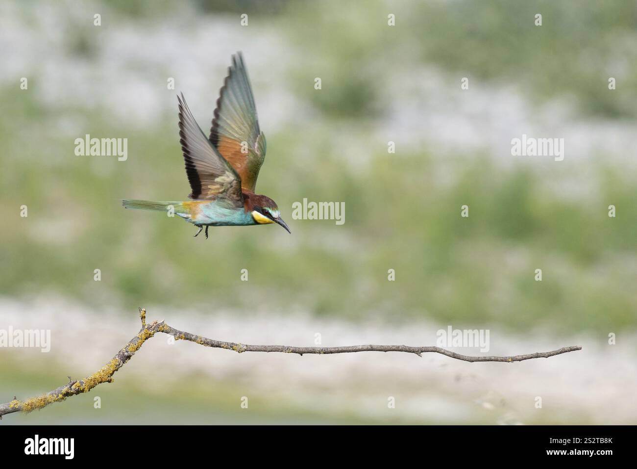 Merops apiaster, italia Foto Stock