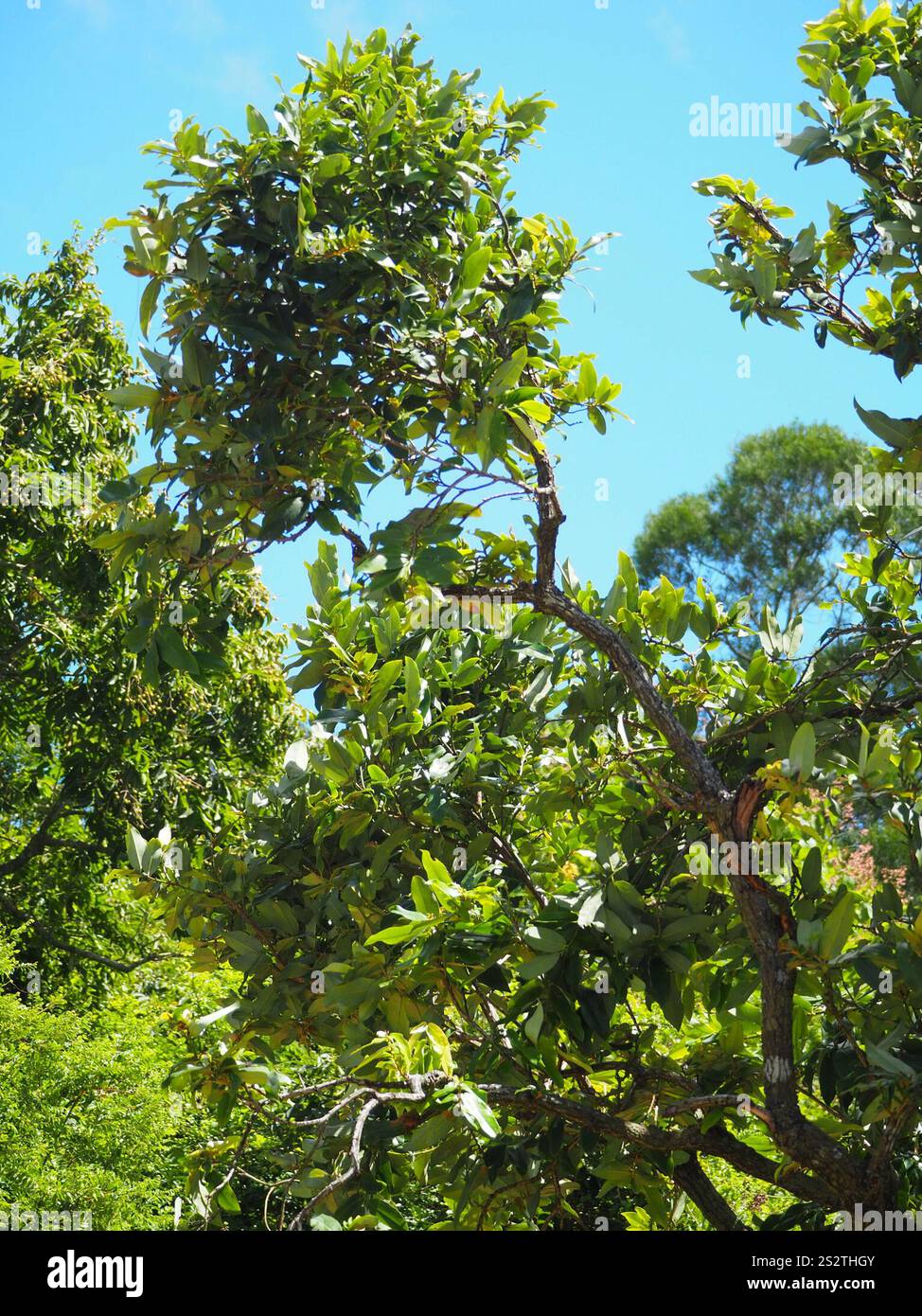 Frutta al burro (Diospyros blancoi) Foto Stock